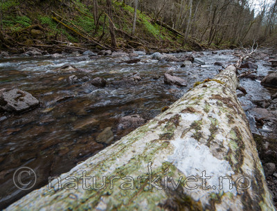 BB 12 0193 / Alnus incana / Gråor